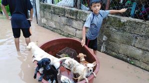 [뉴스pick] 홍수 나자 '고무대야 보트'에 동물 태워 구조한 소년