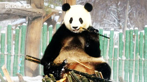 '우리 그냥 눕게 해주세요' 첫눈에 멘붕 온 판다마을