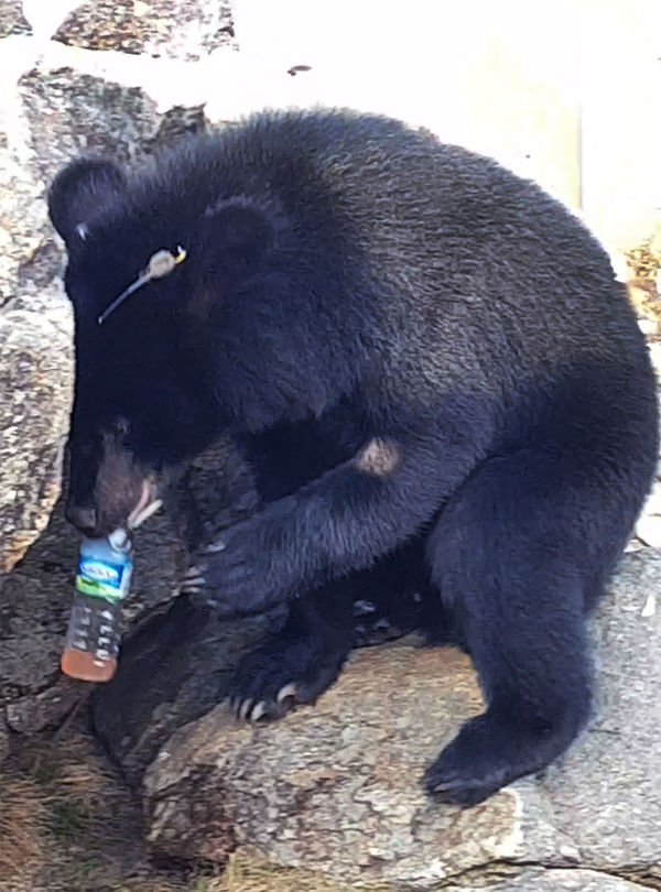 [취재파일] 먹이 얻어먹던 반달곰…지리산야생에서 퇴출