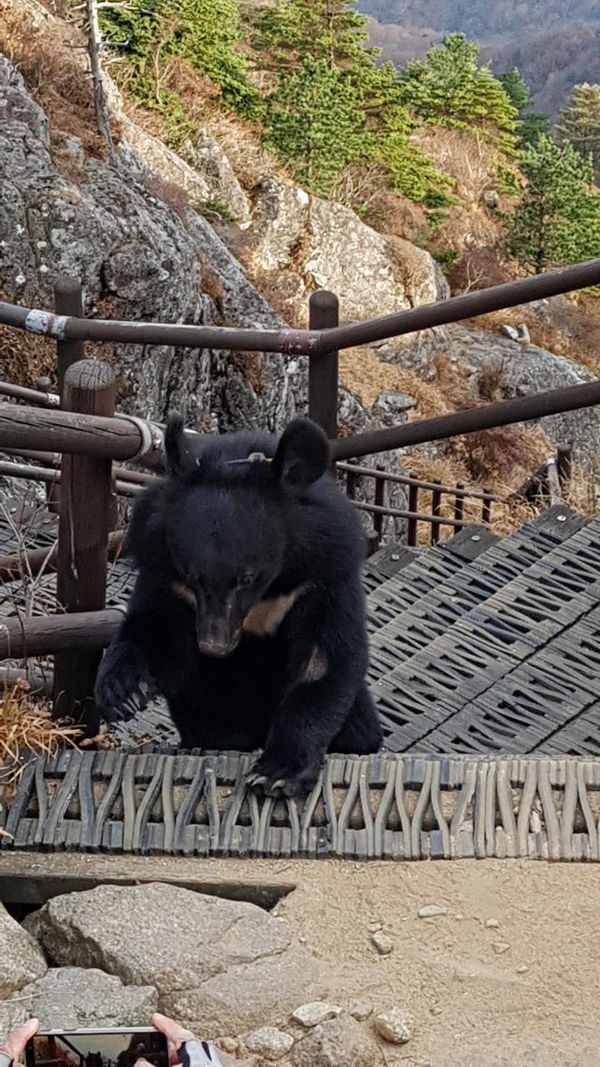 [취재파일] 먹이 얻어먹던 반달곰…지리산야생에서 퇴출