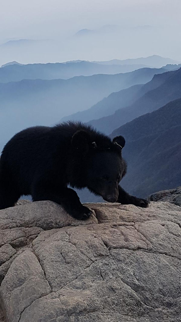 [취재파일] 먹이 얻어먹던 반달곰…지리산야생에서 퇴출