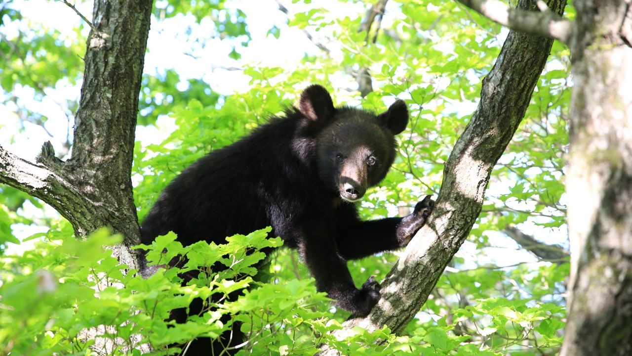 [취재파일] 먹이 얻어먹던 반달곰…지리산야생에서 퇴출