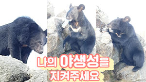 "나의 야생성을 지켜주세요" 우리에 갇힌 반달가슴곰