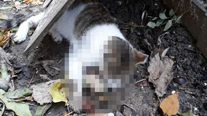 길고양이 겨냥 '독극물 살포' 의혹&hellip;경찰 "용의자 색출 중"