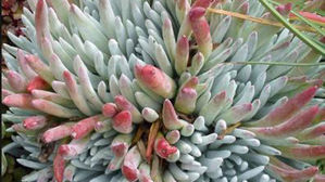 미국서 야생식물 채취하던 한국인 잇단 적발&hellip;"다육식물 안돼"