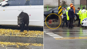 [제보컷] 인천 도심에 출몰한 야생 멧돼지&hellip;2시간 만에 포획