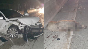 경부고속도로 부산요금소 부근서 멧돼지 2마리 로드킬