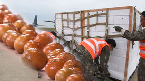 [취재파일] 북한에 간 귤 2만 상자, 교착 푸는 마중물될까