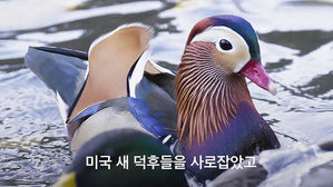 '대포 카메라'까지 동원 진풍경&hellip;뉴요커 홀린 원앙