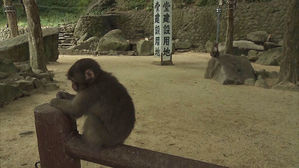 [월드리포트] 동물원서 먹이 줄이자&hellip;원숭이도 '파업'
