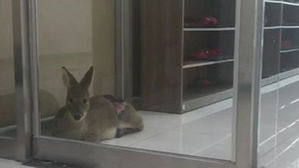 동탄 아파트에 새끼 고라니 출현&hellip;1시간 만에 붙잡아