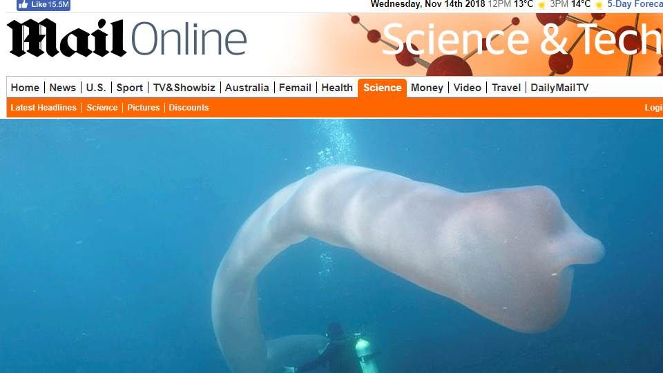 [영상pick] '8미터 바다괴물이!