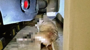 부산 기장군 아파트에 멧돼지 3마리 출몰&hellip;1마리 사살