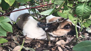 [울산] "누가 이런 짓을" 왕복 10차선 도로에 버려진 강아지