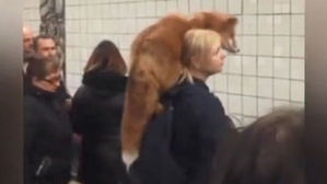 [오!클릭] 지하철도 익숙하다!…러시아의 '붉은 여우'