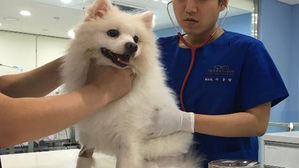 서울시, 반려동물 '내장형 마이크로칩' 등록에 보조금 지원