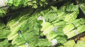 [뉴스딱] '로메인 상추' 美 비상&hellip;식약처 "국내 미국산 없다"