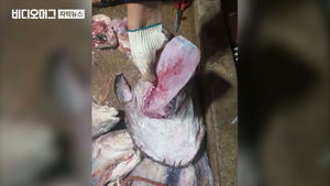 서해 아귀 뱃속에서 튀어나온 페트병&hellip;신음하는 바다