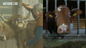 '소뿔, 뽑을까 말까'&hellip;스위스에서 열린 '기상천외' 국민투표