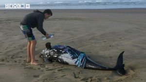 이것은 자연의 미스터리&hellip;뉴질랜드에서 고래들은 왜 떼죽음했나?