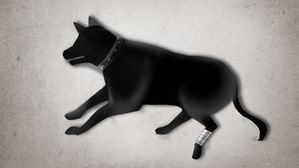 부부싸움 화풀이?&hellip; 고층 아파트서 반려견 내던진 40대 입건