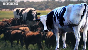 호주에서 (비공식적으로) 가장 큰 소가 나타났다?!