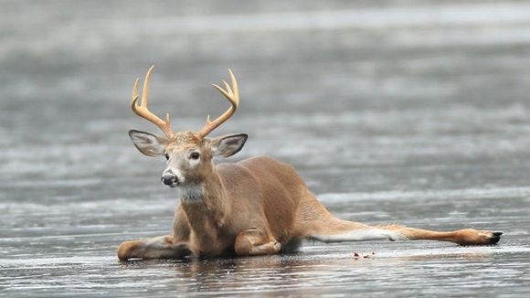 호수에 고립된 사슴 구해주는 사냥꾼