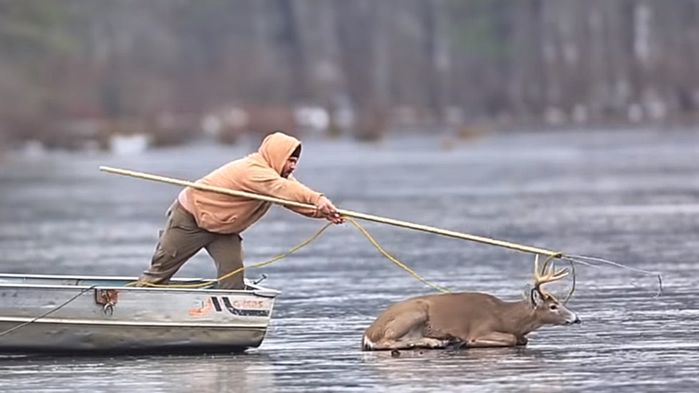 호수에 고립된 사슴 구해주는 사냥꾼
