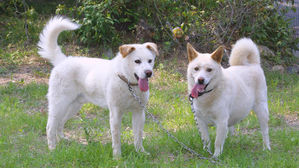 거리에 돌아다니는 풍산개 훔친 인천 서구시설공단 직원들