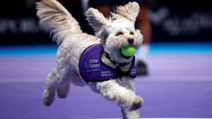 [취재파일] 2018년 가장 인기 있는 강아지 이름 Top 10은?