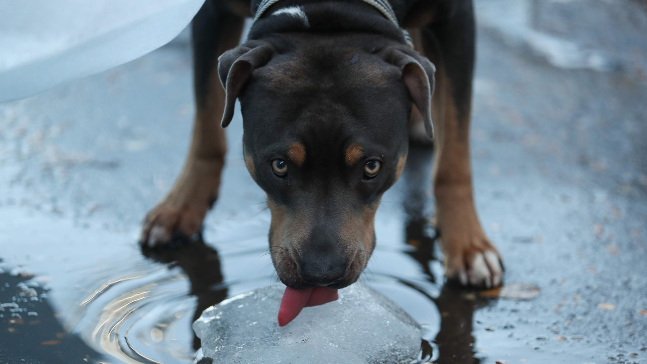 [취재파일] 사진2 강아지