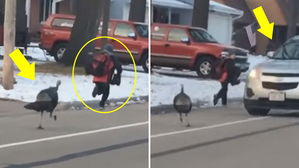 [영상pick] 길가서 야생 칠면조에 쫓기는 아이&hellip;기지 발휘해 구해준 운전자