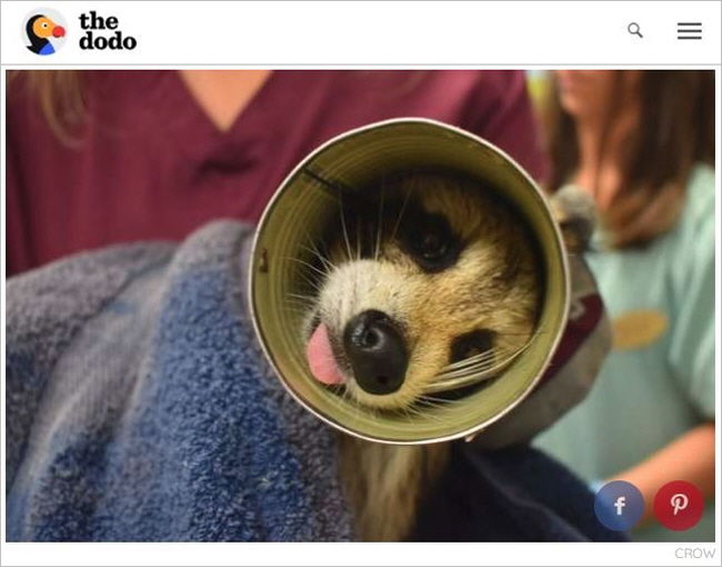 '혀 날름' 한 입만 먹어보려다…통조림에 머리 낀 야생 라쿤 구조