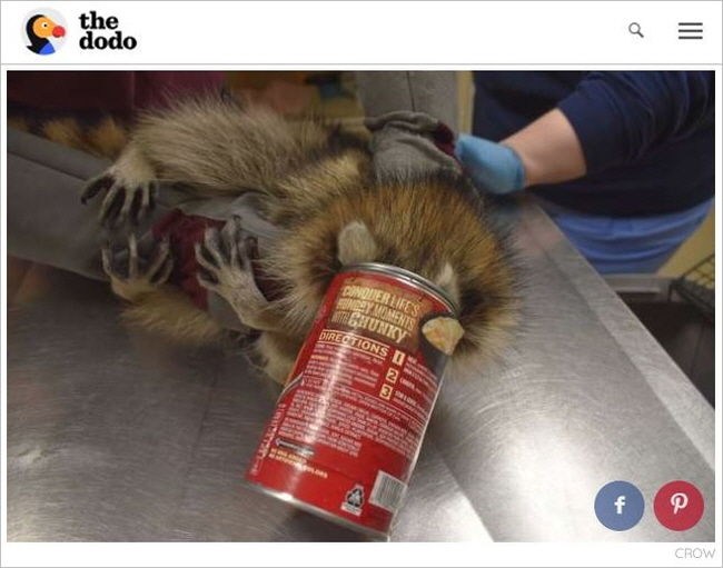 '혀 날름' 한 입만 먹어보려다…통조림에 머리 낀 야생 라쿤 구조