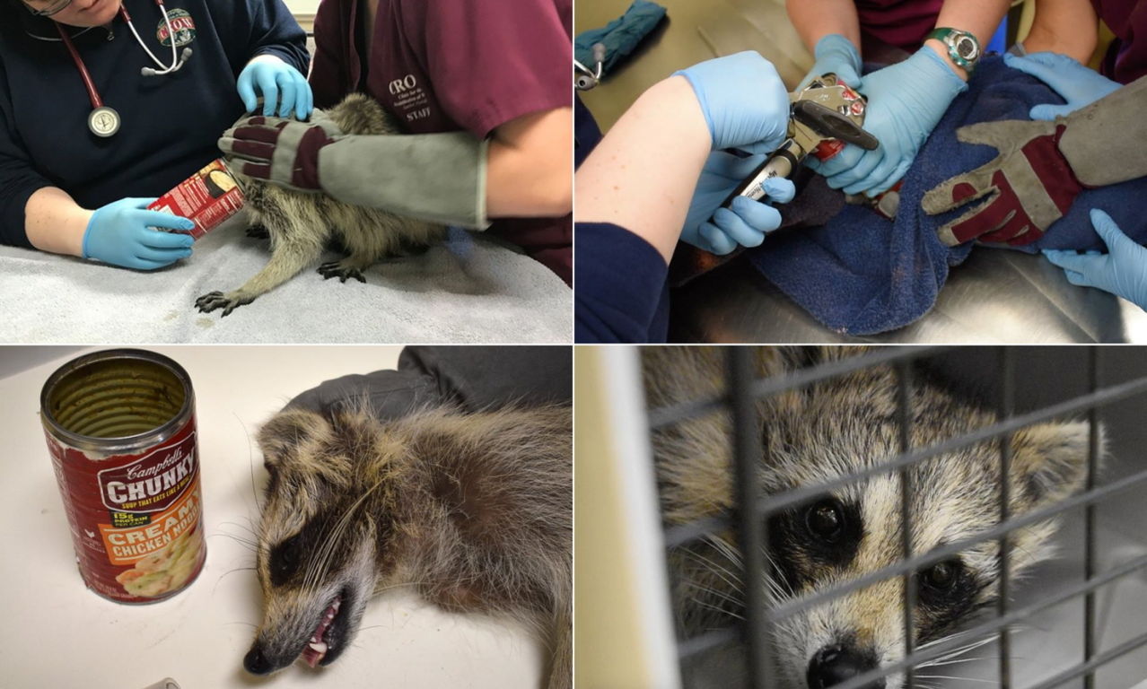 '혀 날름' 한 입만 먹어보려다…통조림에 머리 낀 야생 라쿤 구조