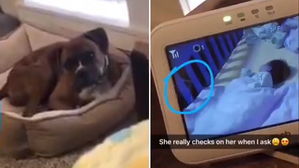 [영상pick] "아기 잘 자고 있나 보고 올래?" 주인 말에 냉큼 확인하고 온 반려견