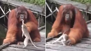 [영상pick] '간 큰' 원숭이…오랑우탄 입속 바나나 훔치려다 '혼쭐'