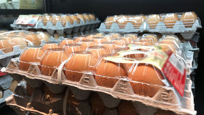 인체 부적합 '항생제 달걀' 상당량 제주서 이미 소비된 듯