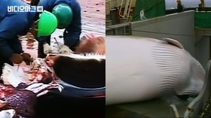 "고래잡이 맘대로 하겠다" 국제포경위원회 탈퇴한 일본