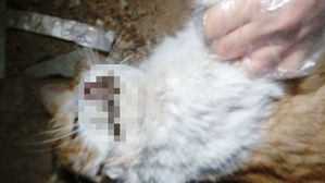 "밥그릇에 농약 넣어 길고양이 집단폐사"&hellip;경찰 수사