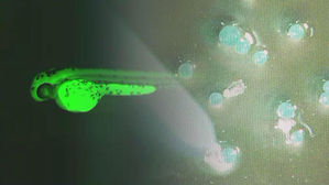 인천 앞바다 떠다니는 미세 플라스틱&hellip;오염 현황 조사