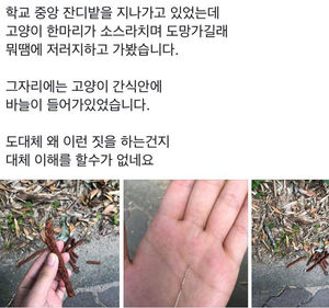 울산 '바늘 박힌 고양이 간식' 사건은 '가짜뉴스'