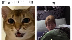 [SBS Star] Fans Make the Funniest Memes of Kang Daniel Getting Scolded by His Cat