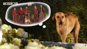 패션쇼에 나타난 인절미 댕댕이