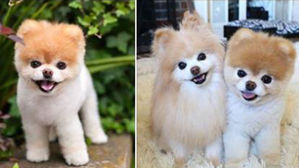 1천600만팬 거느린 '세상에서 가장 귀여운 강아지' 하늘나라로