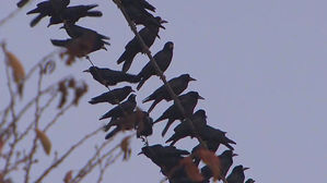 [울산] 태화강 철새, 52종으로 늘었지만 개체 수 감소