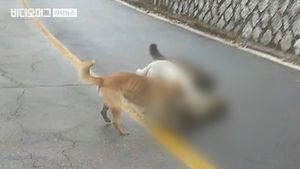 들개떼 된 '유기견의 역습'&hellip;"한 마리 잡으면 50만 원"