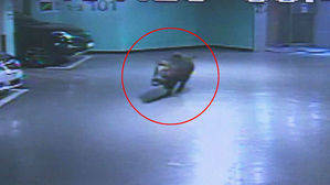 도심 차량 부수고 달아난 멧돼지&hellip;피해 보상은 '막막'