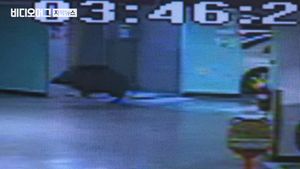 도심 차량 부수고 달아난 멧돼지&hellip;피해 보상은 '막막'