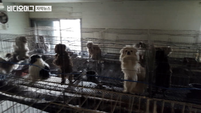 유기견 양산하는 '강아지 공장'&hellip;동물보호법 미봉책 불과